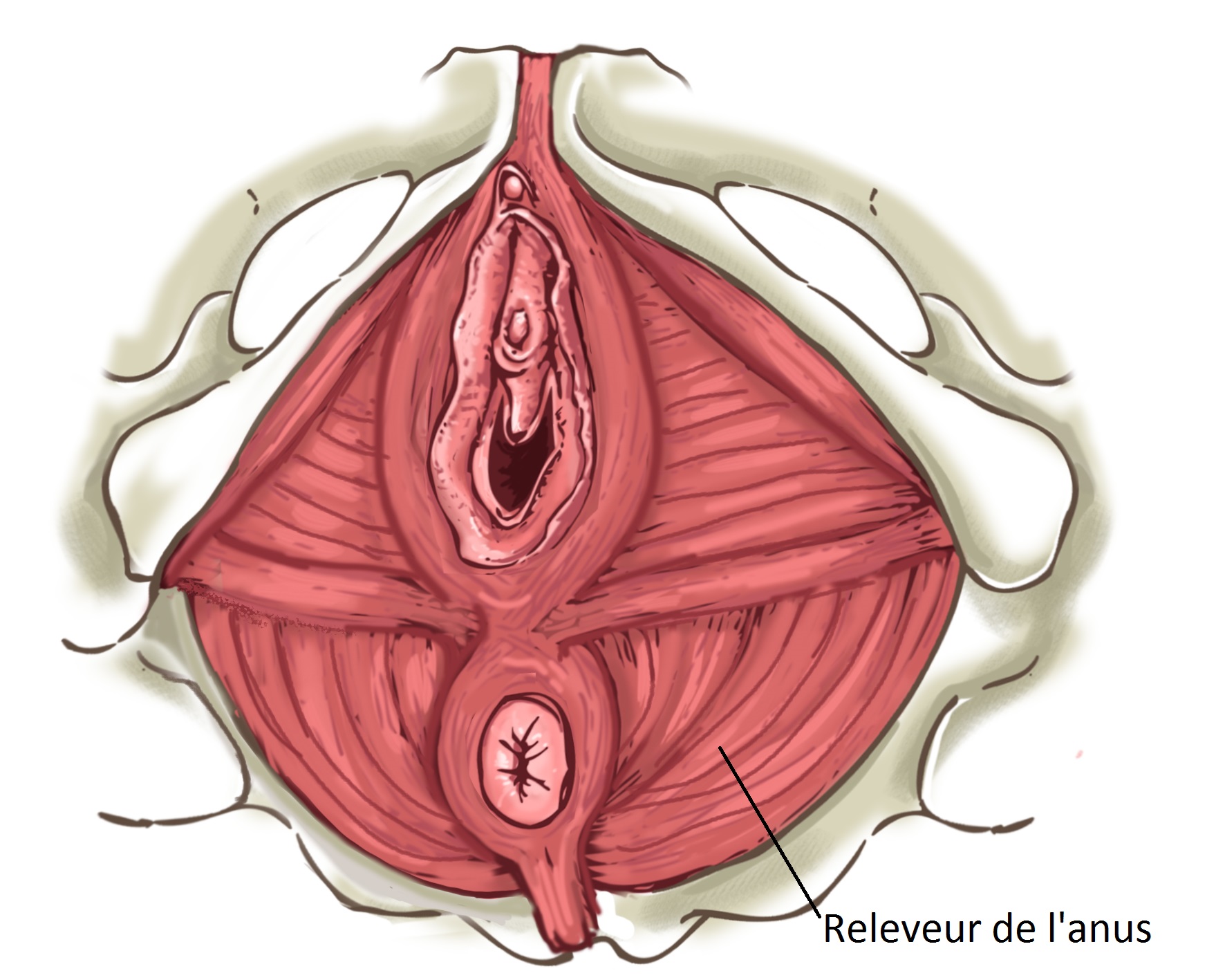 What is biofeedback in pelvic floor rehabilitation ?