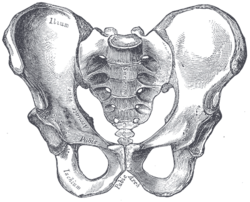 5 exercises to close your pelvis after giving birth