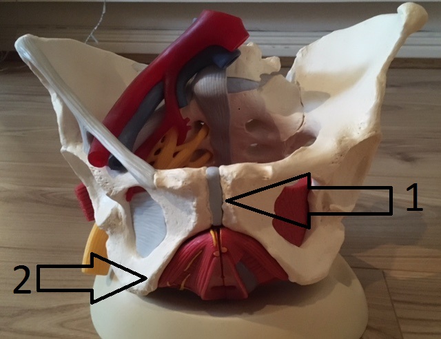Pelvis & Pelvic floor Anatomy